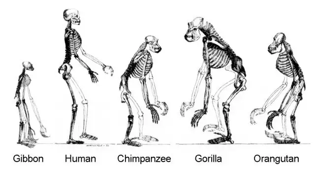 Schöpfungsdogma gegen Evolution Wie der Affe Mensch wurde