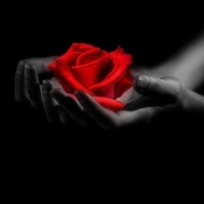 Überwinde das Böse durch das Gute: Die Liebe gleicht der Rose