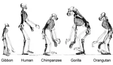 Schöpfungsdogma gegen Evolution Wie der Affe Mensch wurde